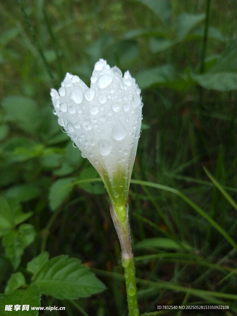 帶露水的蔥蓮花
