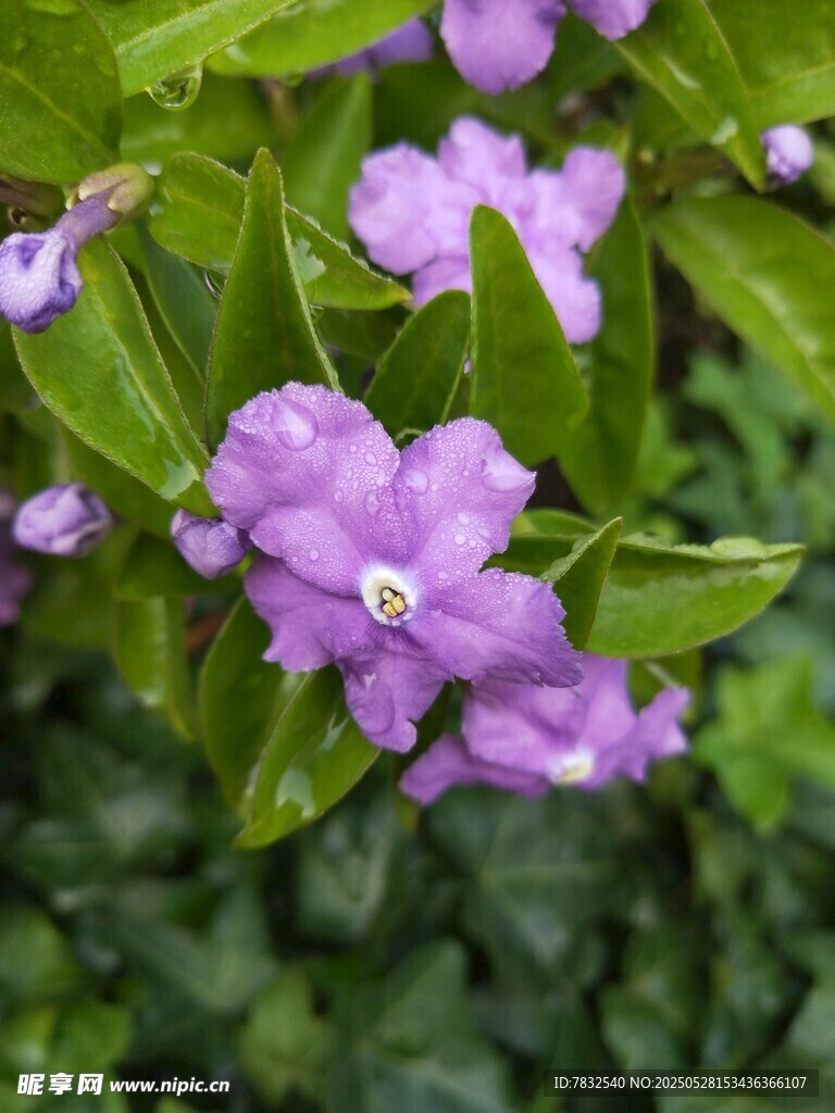 沾滿露水的雙色茉莉