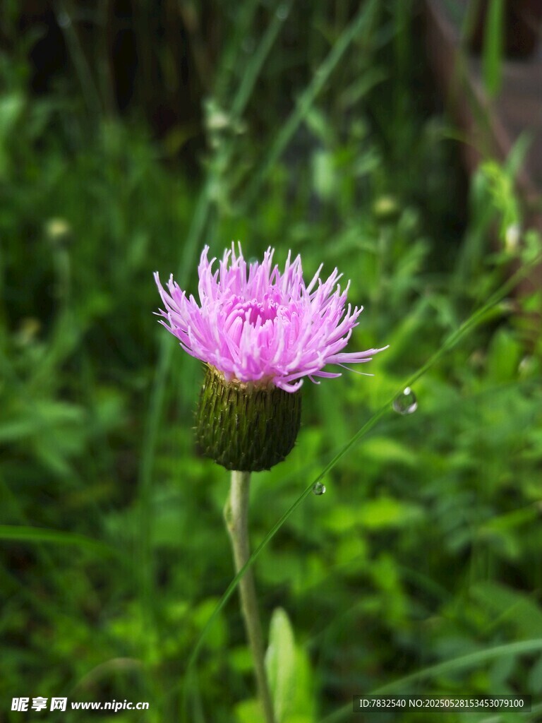 一朵紫花的小花