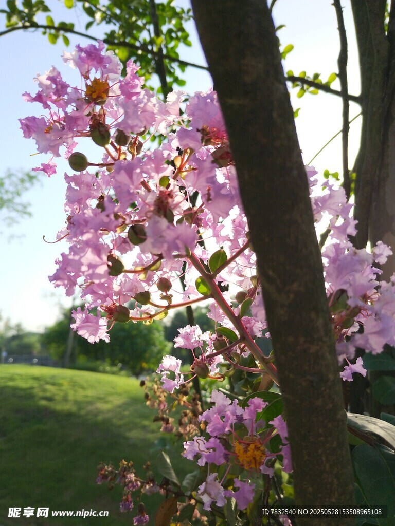陽光照耀著的薔薇花