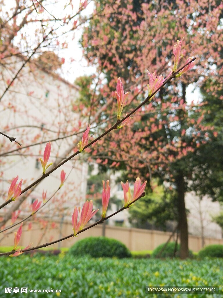 石榴樹嫩紅色的芽