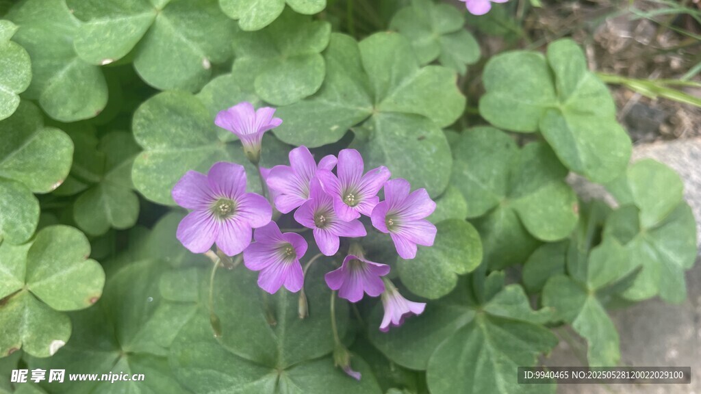 紫色小花綻放綠葉間