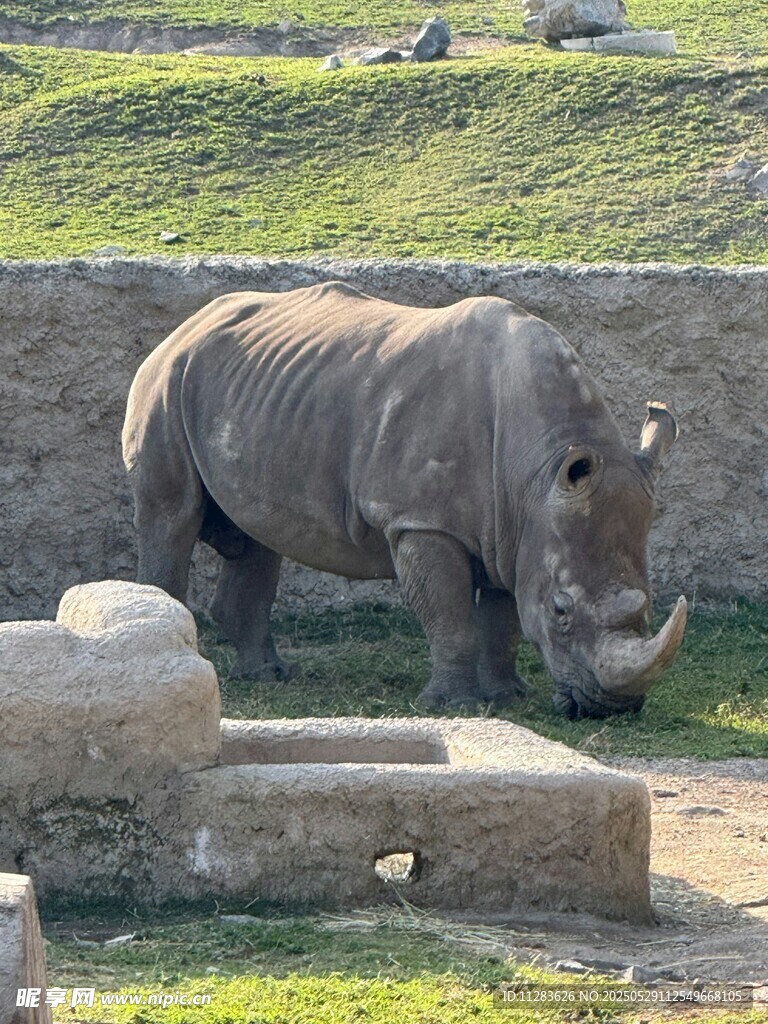 動物園中的白犀牛