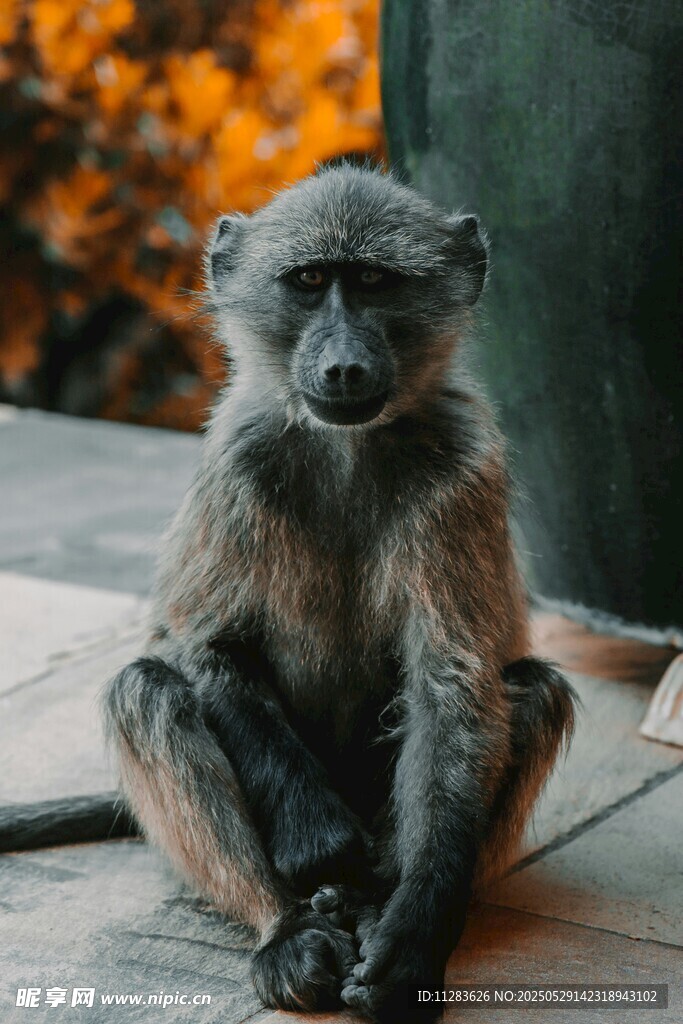 獨坐的猴子