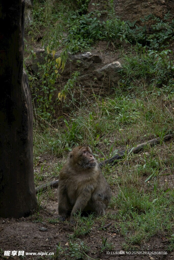 樹下獨坐的猴子