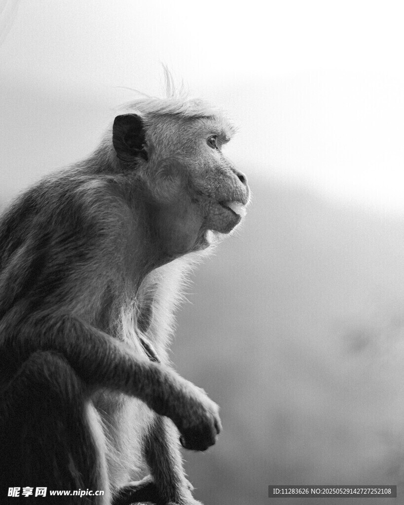 獨(dú)坐的猴子