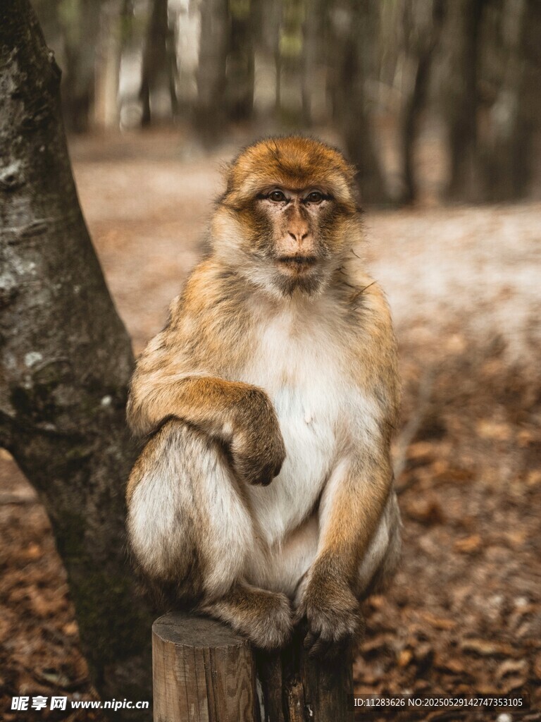 坐在樹旁的猴子
