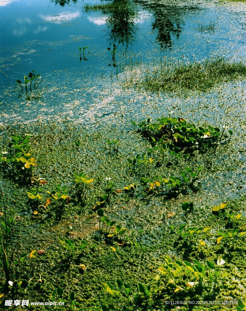 湖畔綠植與清澈湖水景觀
