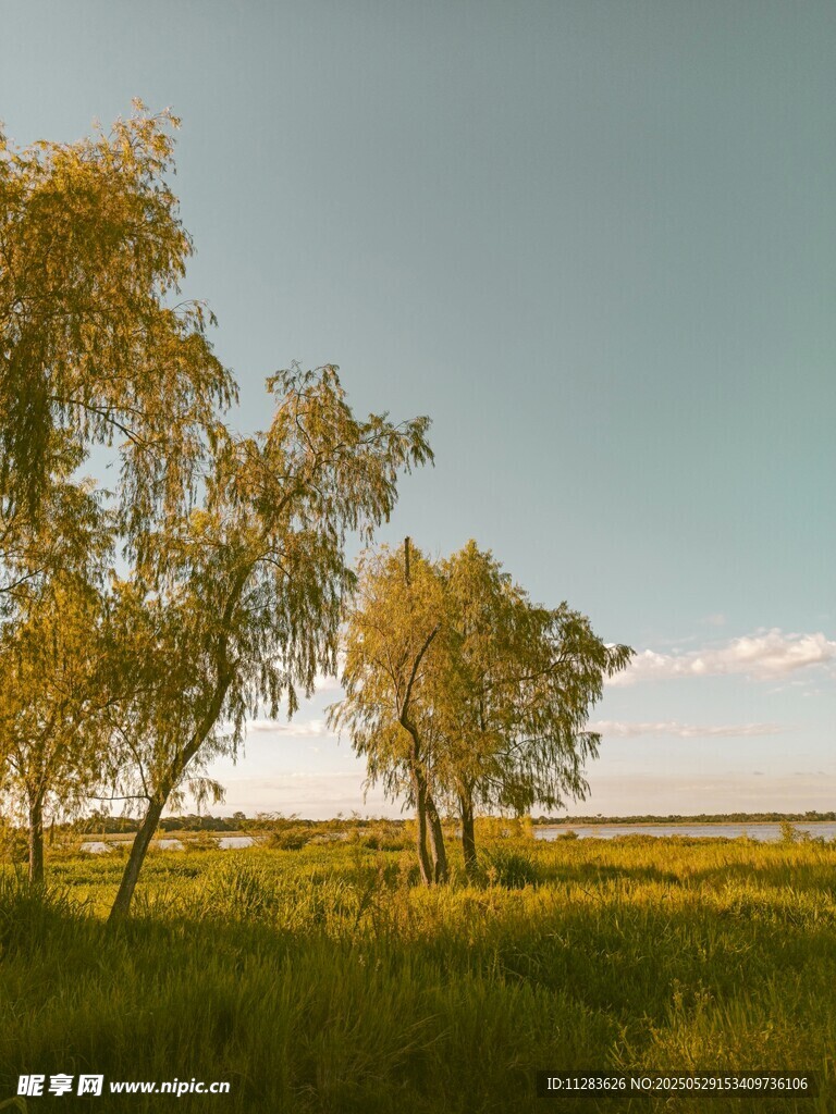 草原上的樹木風景