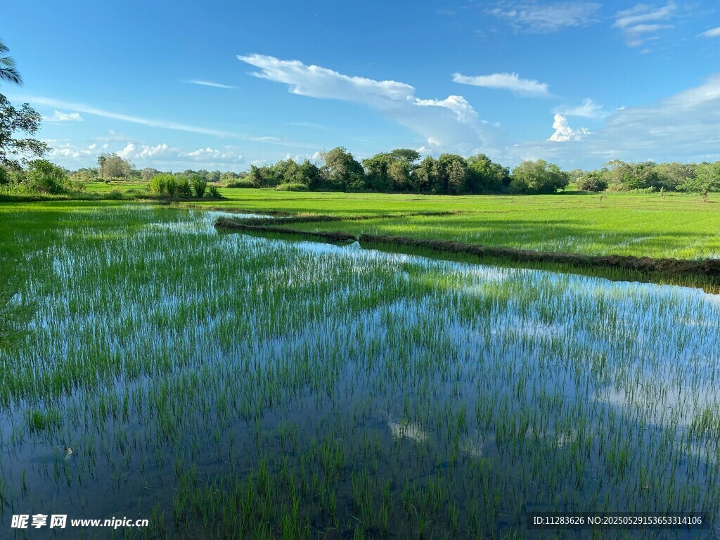 田園水田風(fēng)光美景