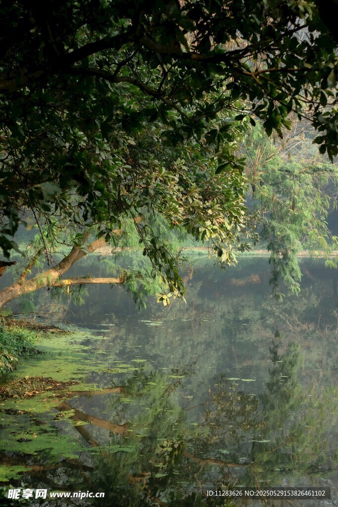 林間靜謐湖水風(fēng)景圖