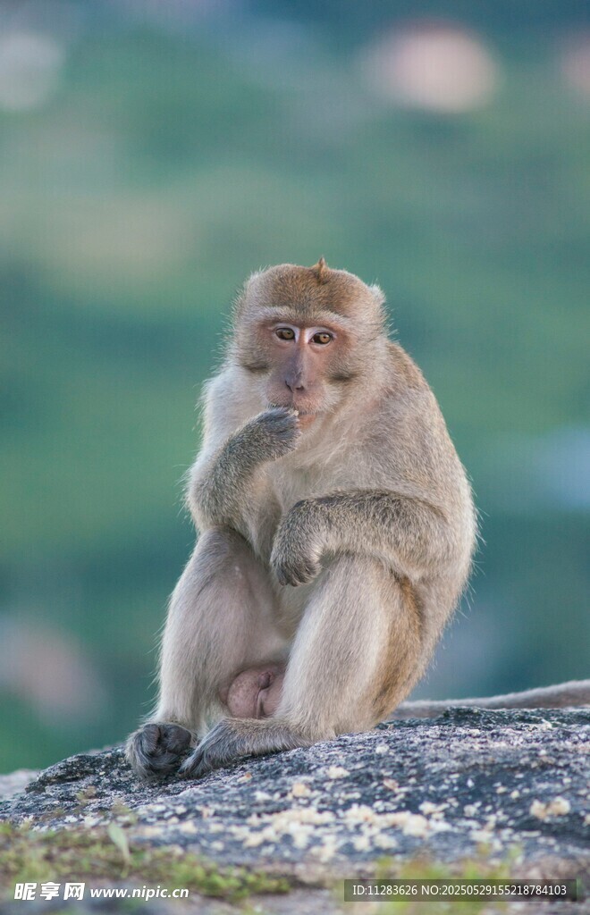 獨(dú)坐巖石的獼猴