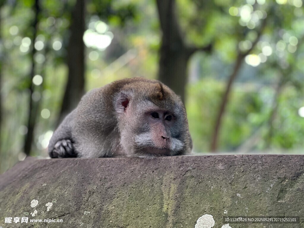 石上休憩的猴子