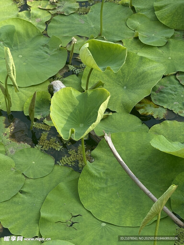 水面上的翠綠荷葉