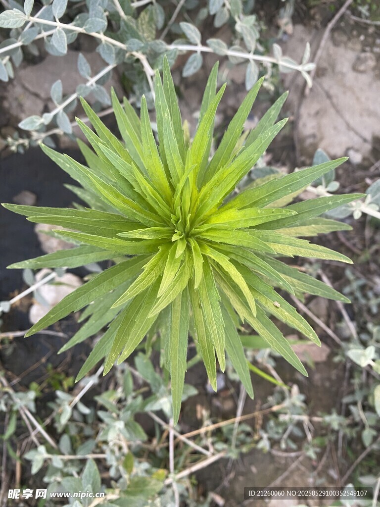 小蓬草