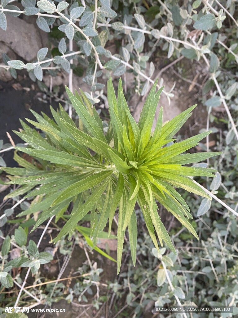 飛蓬草