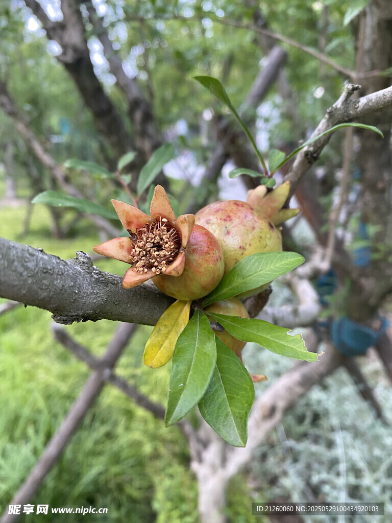 石榴果