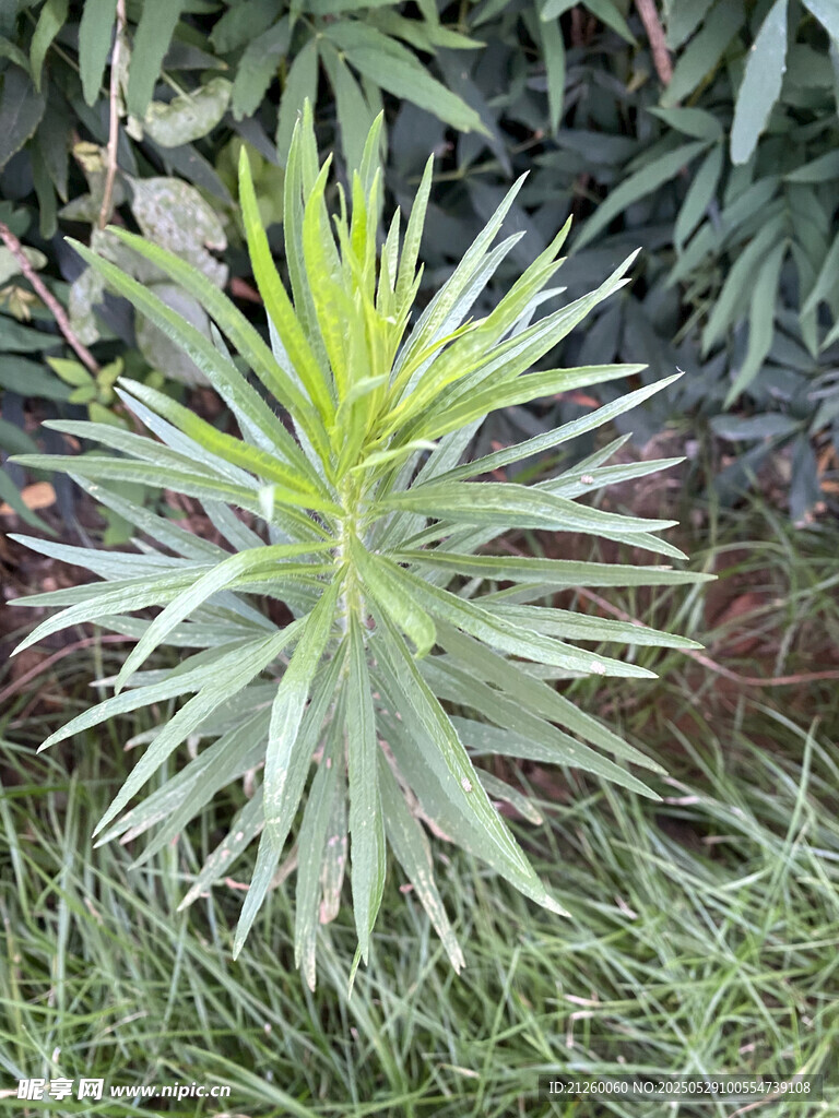 飛蓬草