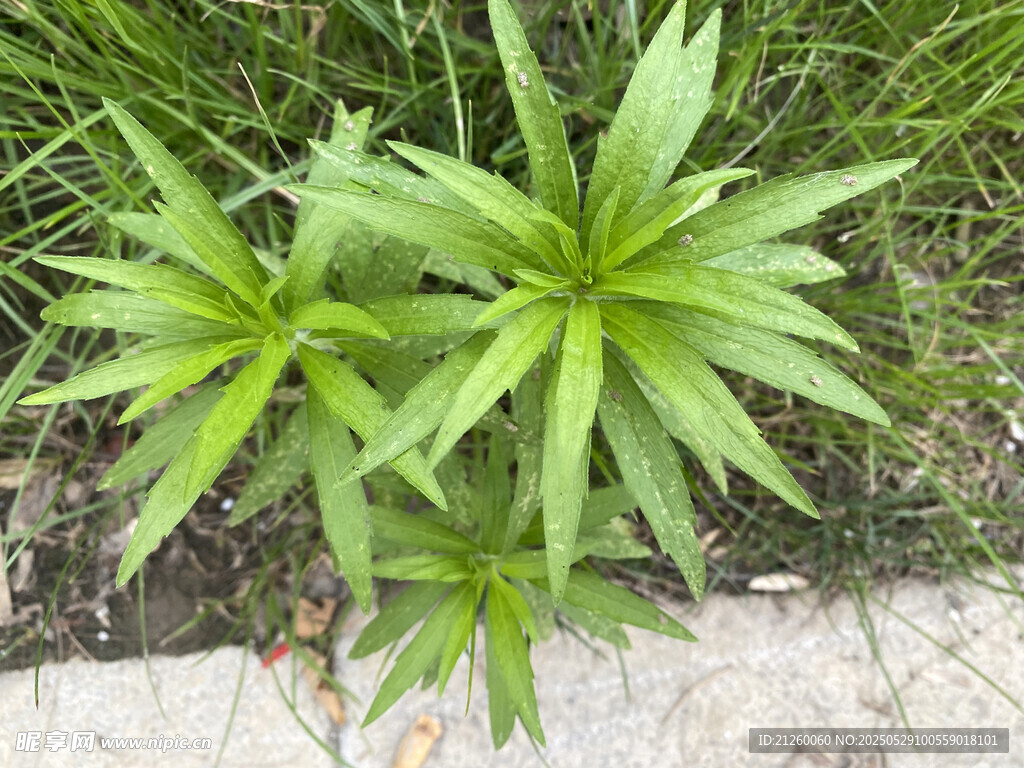 飛蓬草