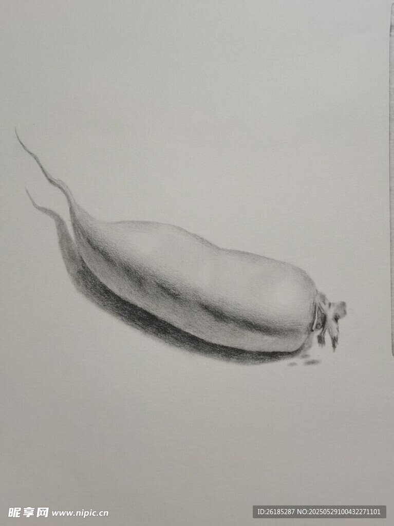 蘿卜素描