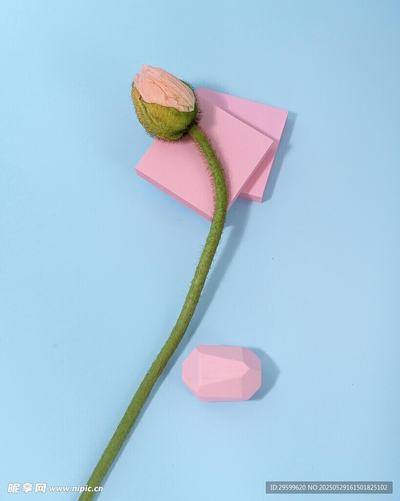 粉色花苞與信封的浪漫組合
