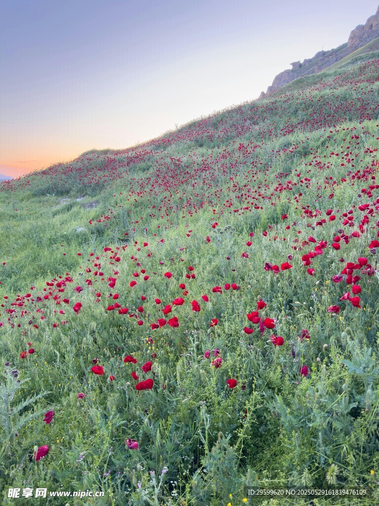 山坡上的絢爛紅色花海