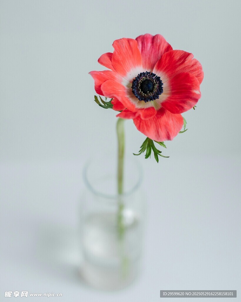 花瓶中嬌艷的紅色花朵