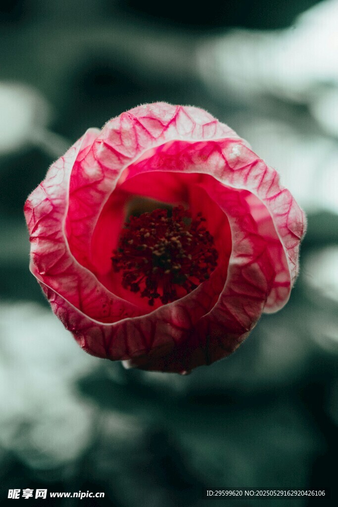 嬌艷紅花朵特寫
