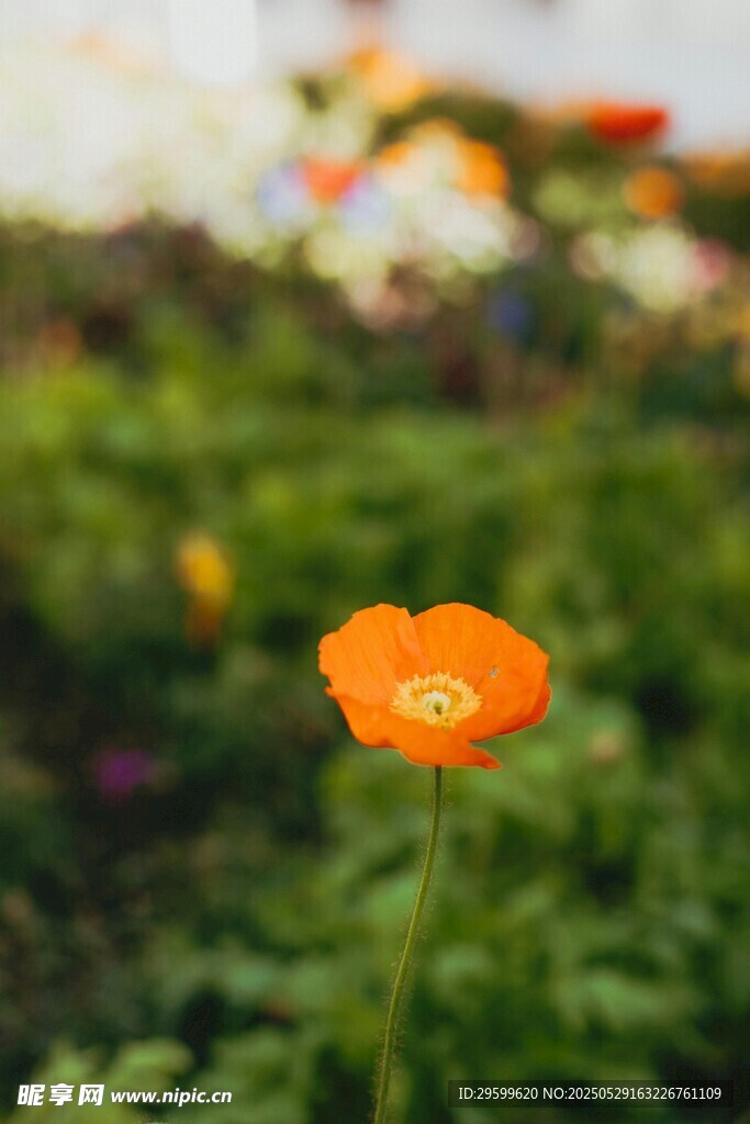 橙色小花綻放于綠意間