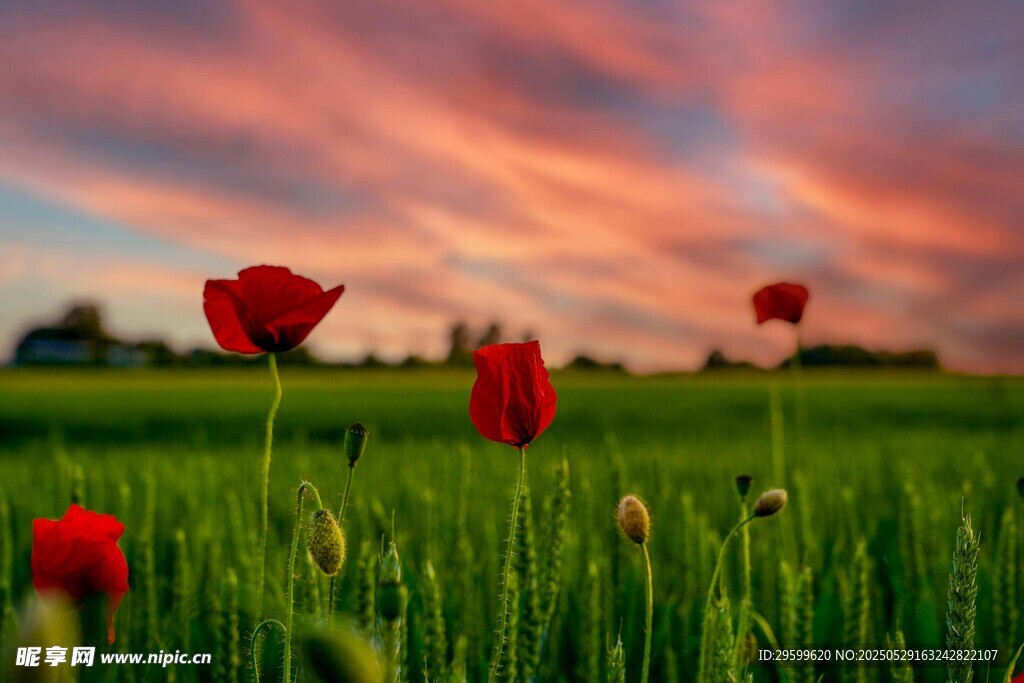 夕陽(yáng)下的紅色虞美人花田