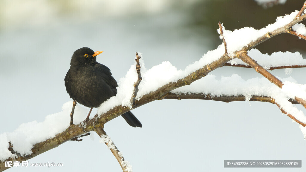 雪枝上的黑鳥(niǎo)