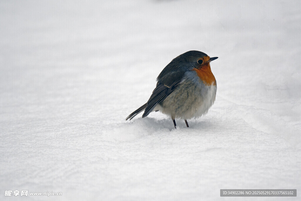 雪地上的紅胸小鳥