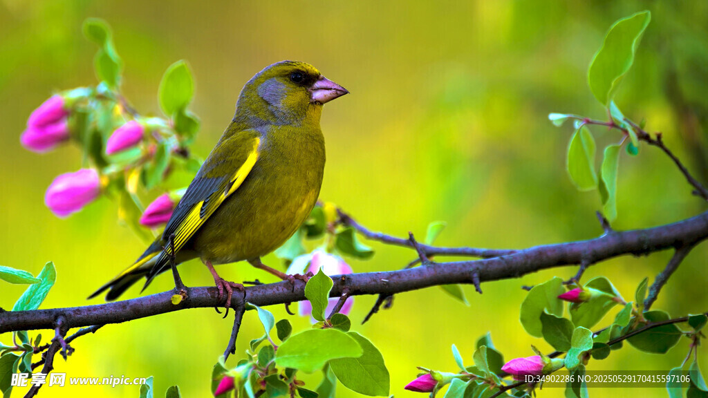 枝頭綠鳥賞繁花
