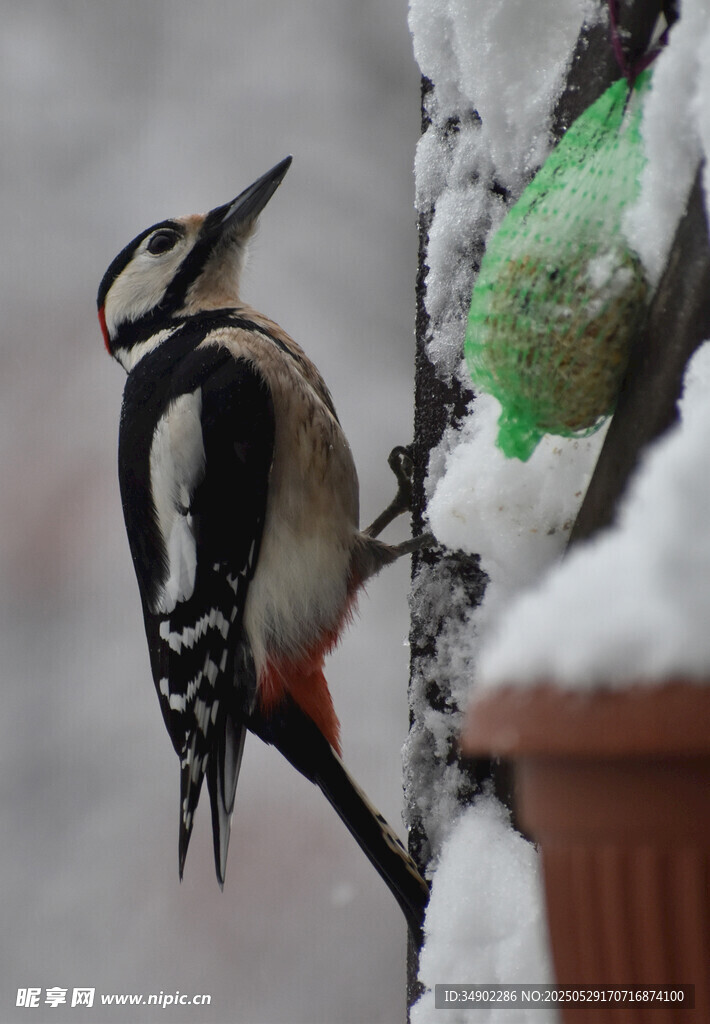 雪中啄木鳥立于喂食器旁