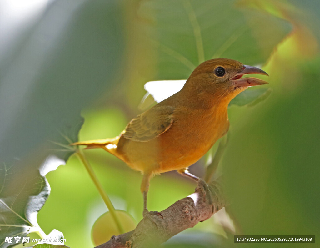 枝頭黃鳥