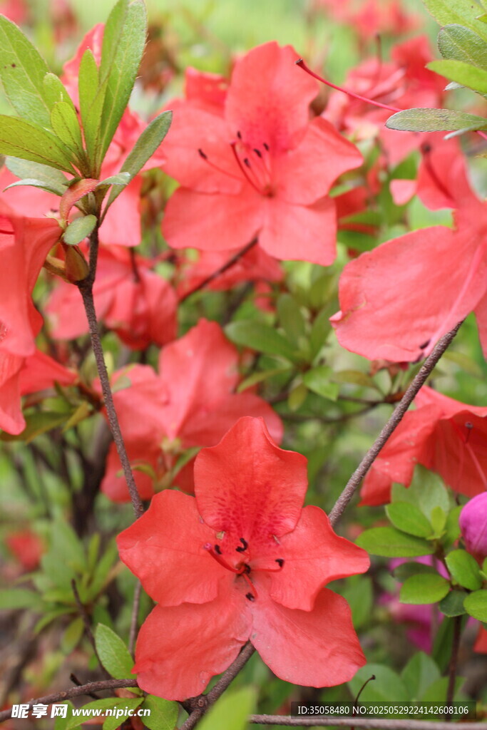 杜鵑花 
