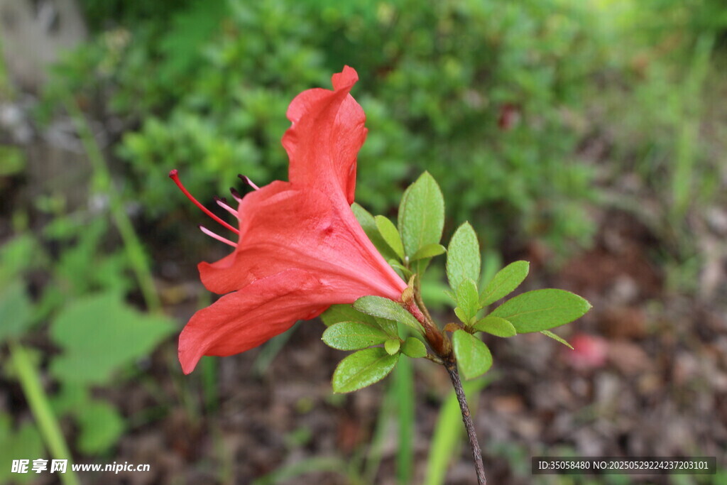 杜鵑花 