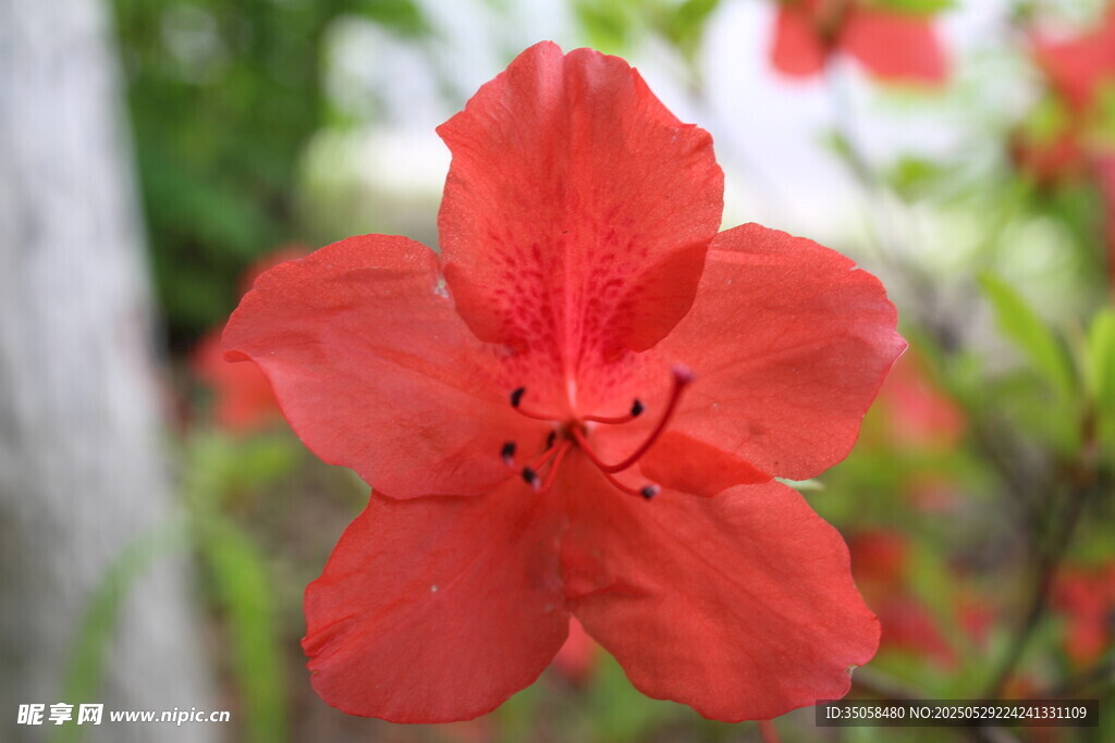 杜鵑花 