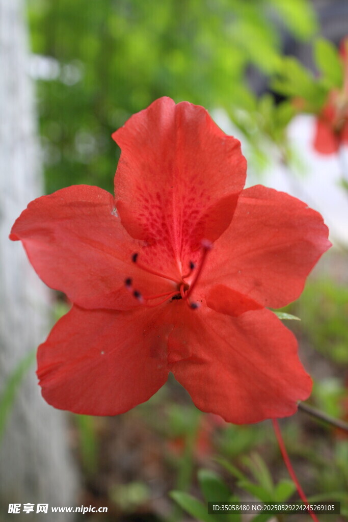 杜鵑花 