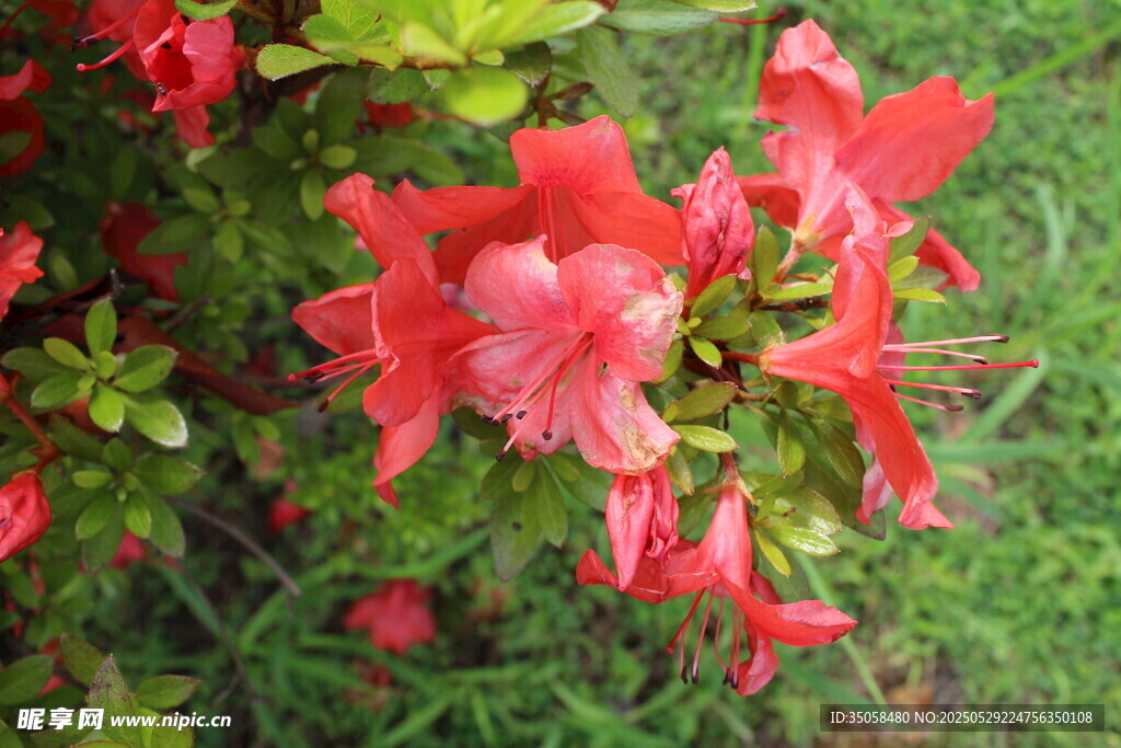 杜鵑花  