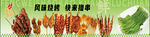 新鮮農家蔬菜