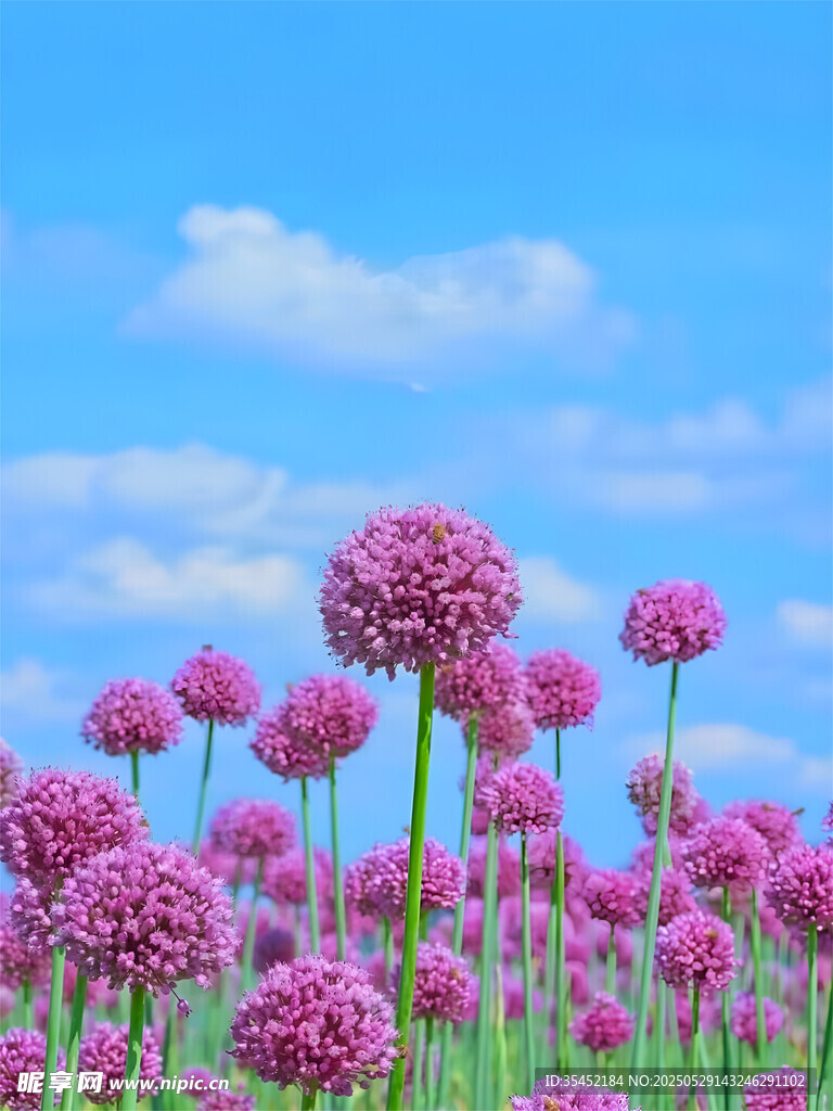 大麗花