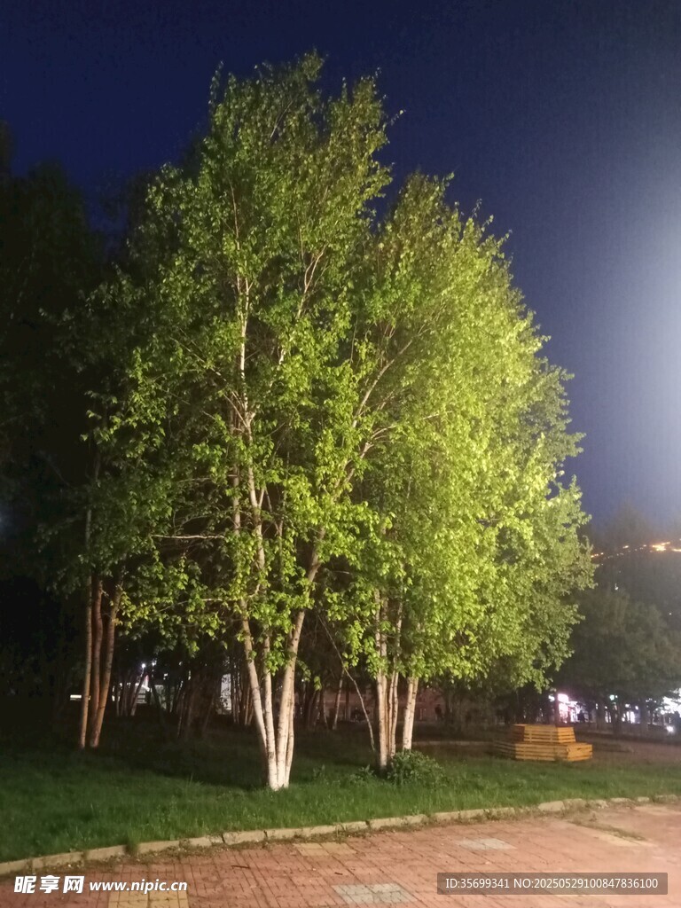 夜晚公園中的蔥郁樹木