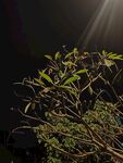 夜下綠植受光束照耀