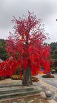 紅樹映景添喜慶氛圍