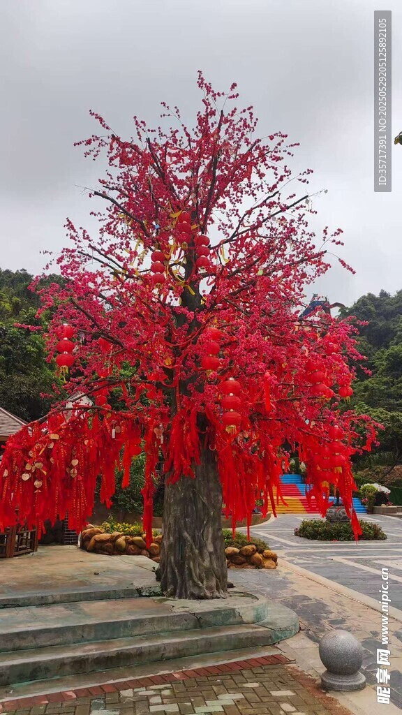 紅樹映景添喜慶氛圍