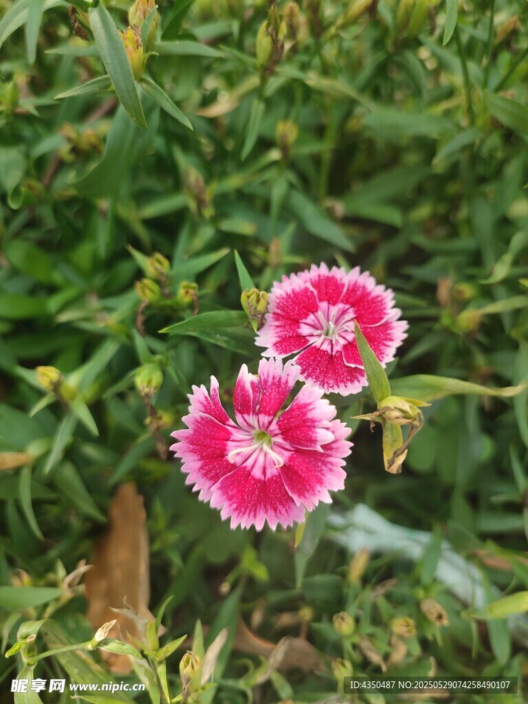 嬌艷石竹花綻放綠意間