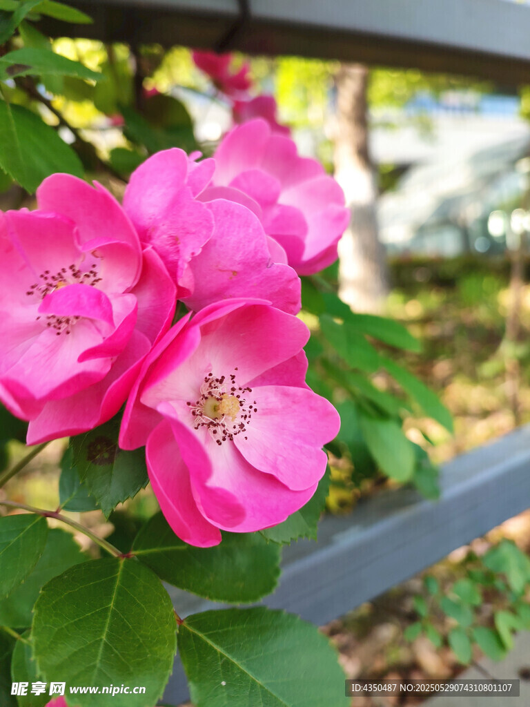 嬌艷粉色薔薇花綻放