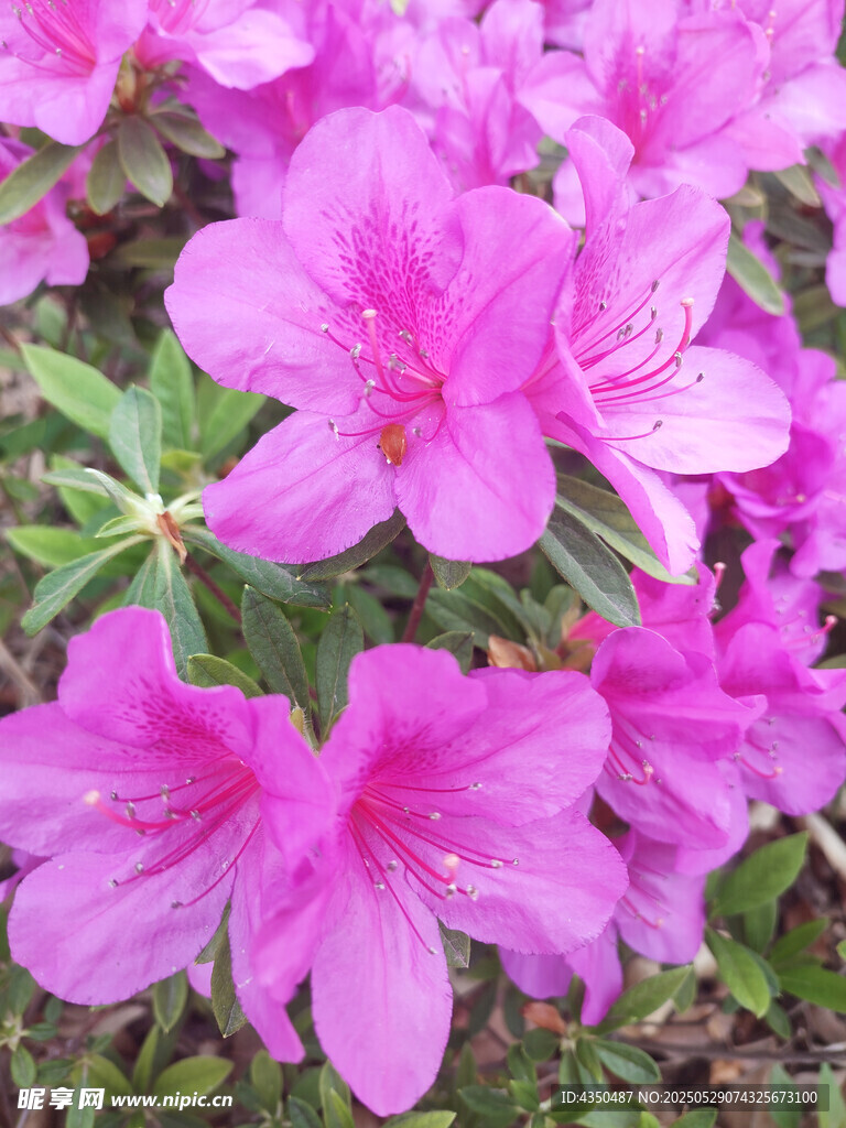 嬌艷粉色杜鵑花綻放