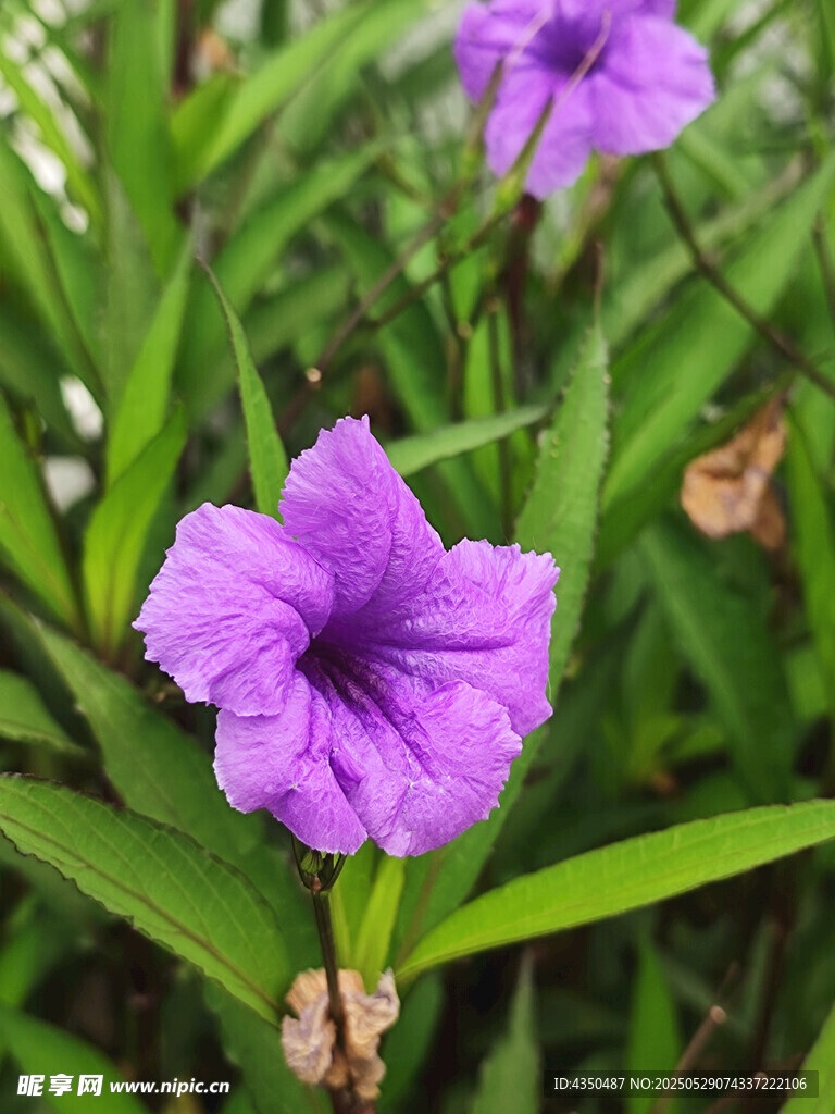 紫色小花綻放于綠葉間